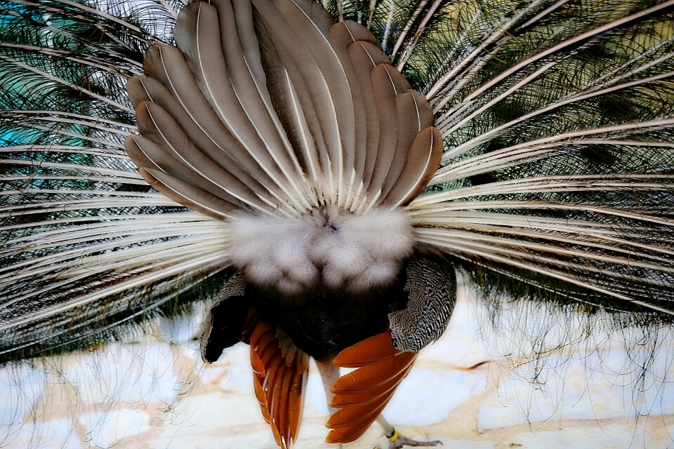 Feathers nature wheel