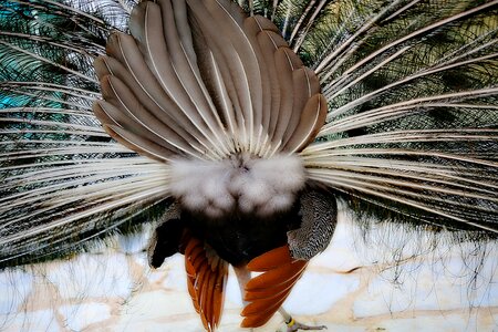 Feathers nature wheel photo