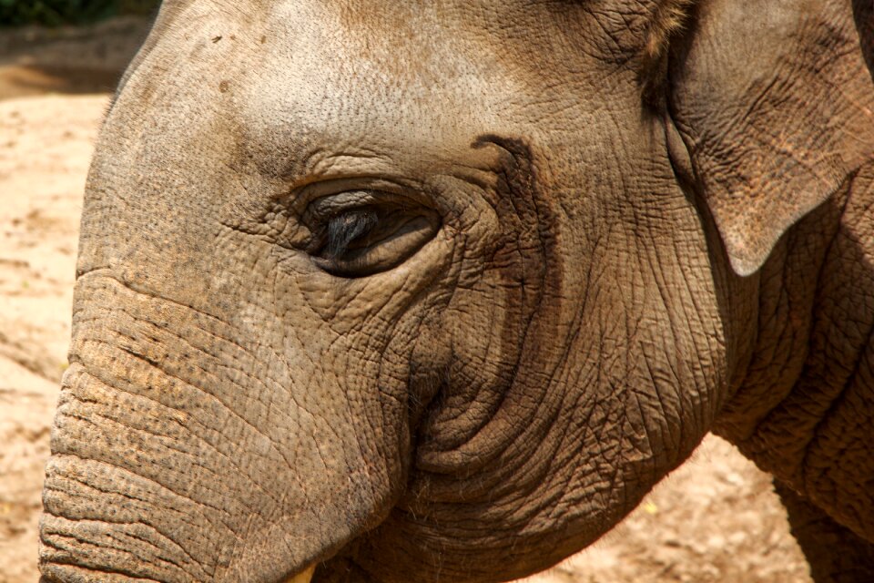 Pachyderm animals africa