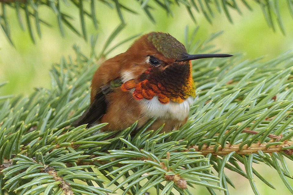 Selasphorus sasin male feathered
