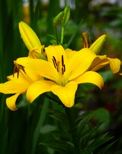 Rain flowers stamen