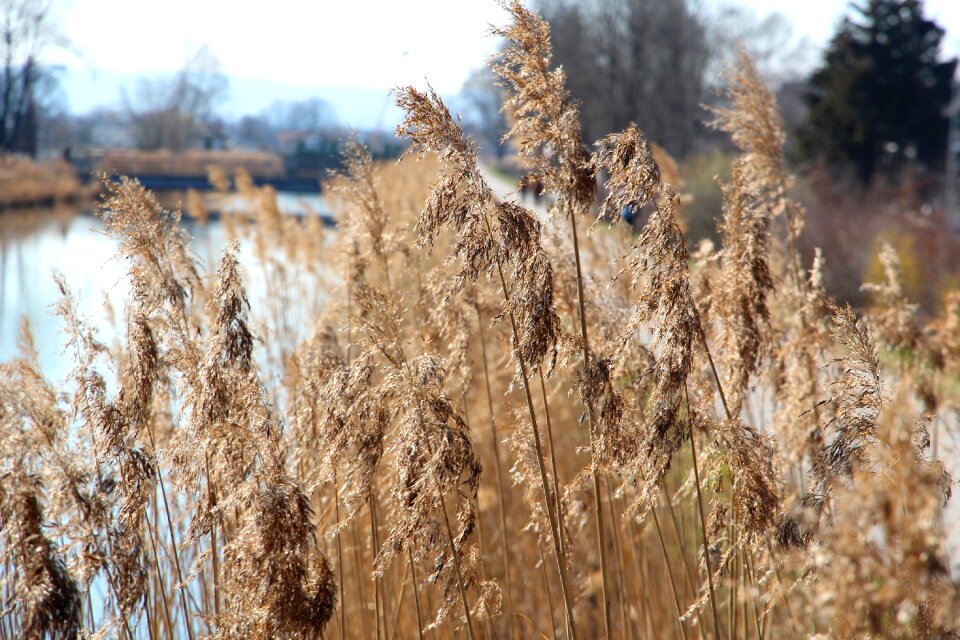 Nature grass shore greenhouse