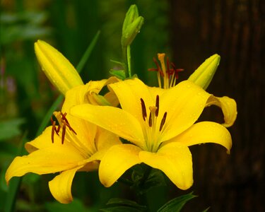 Rain flowers stamen photo