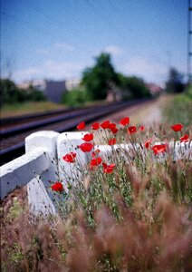 Train nature flower