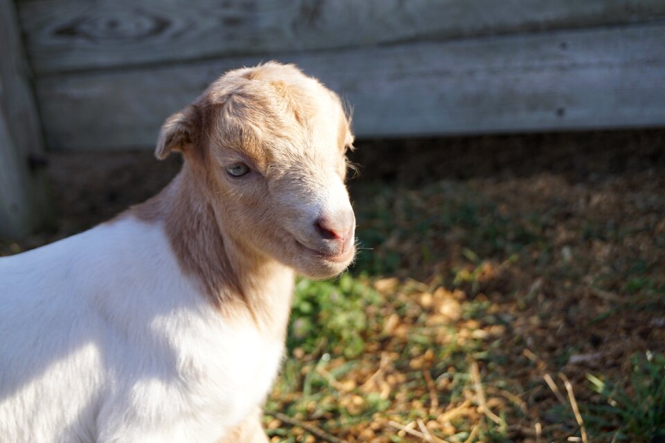 Farm animal agriculture
