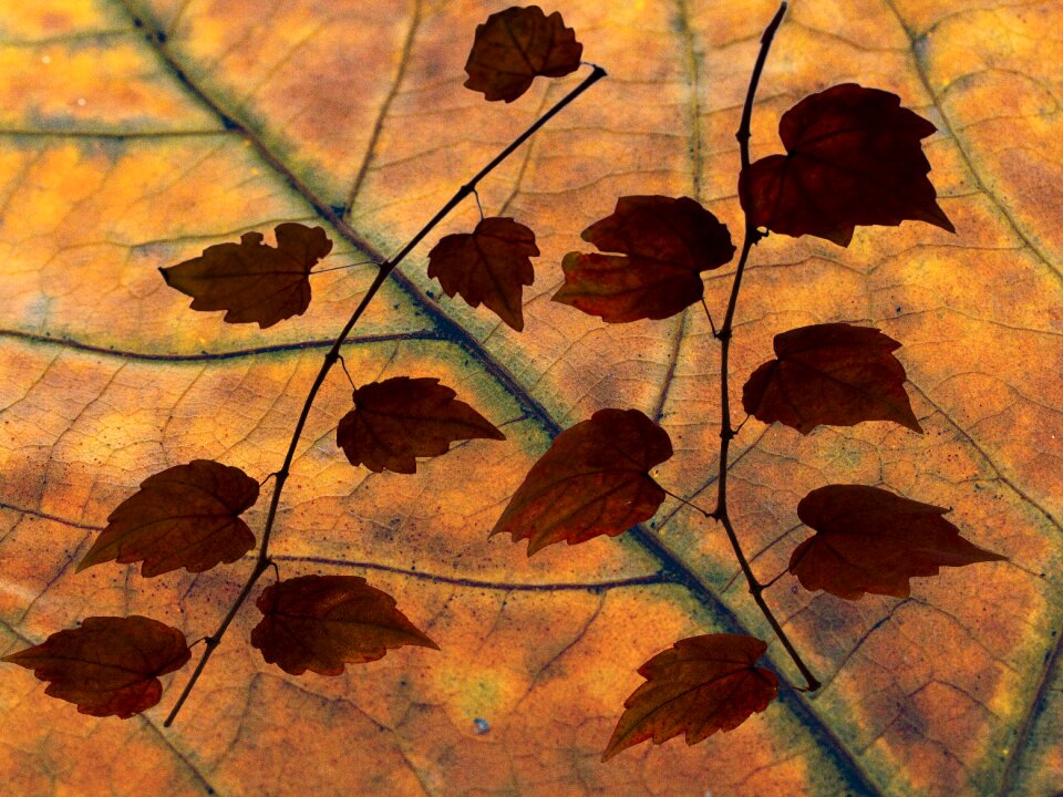 Dry leaves foliage design