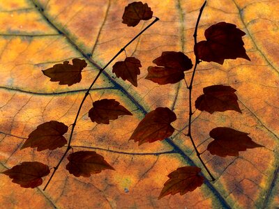 Dry leaves foliage design