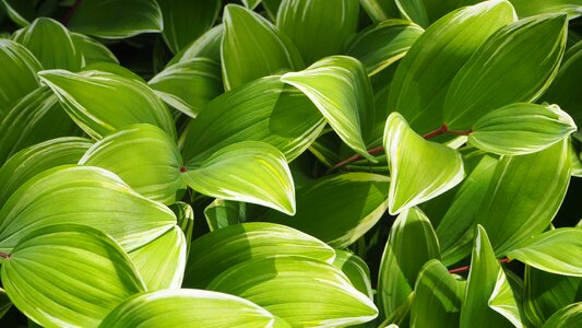 Nature bushes plant