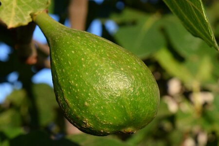 Fig tree fruits nature