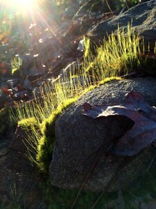 Leaves nature sunlight