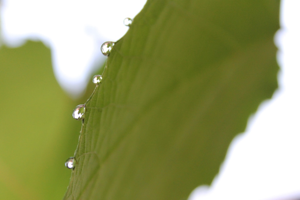 Nature drops plant leaves water