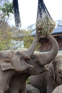 Zoo animal elephant