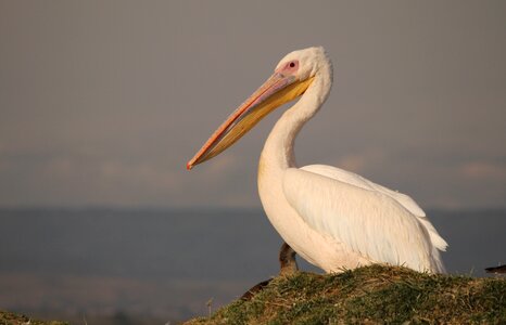 White wildlife