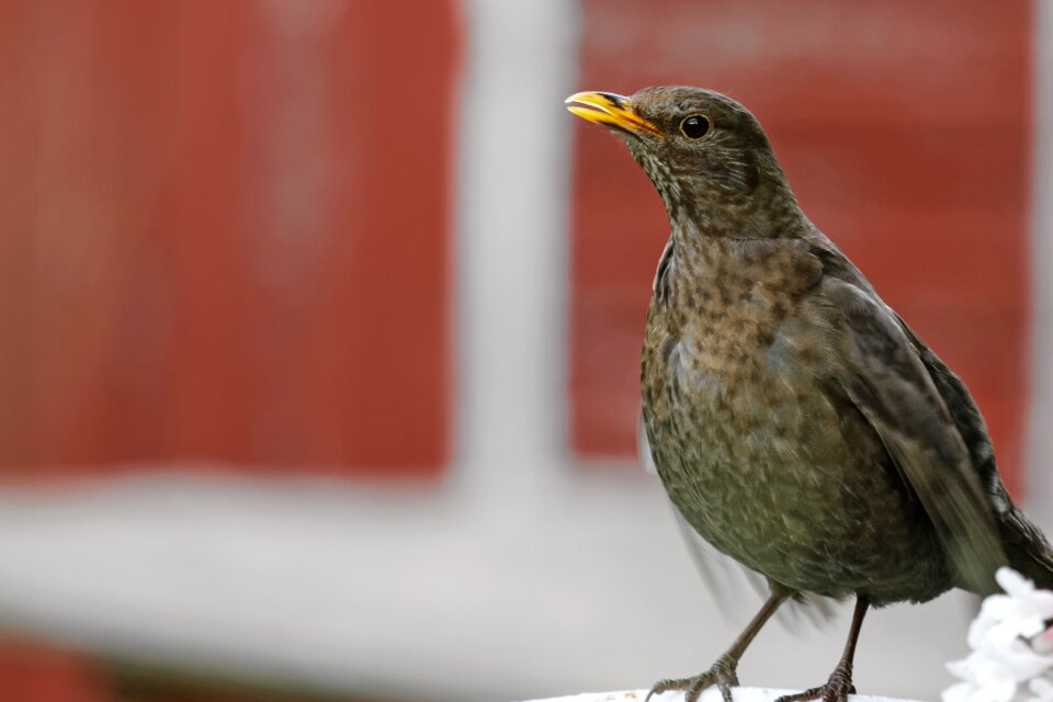 Turdus merula bird brown