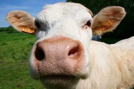 Animal cattle closed nature