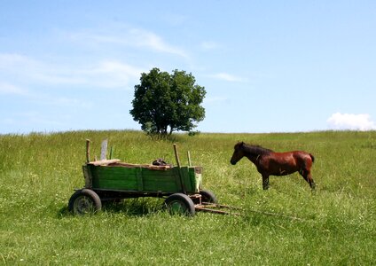 Cart horse cart in the cart photo