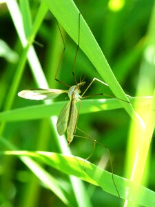 Anopheles sting annoying bug photo