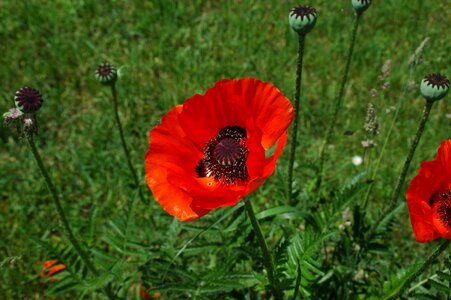 Nature poppy boll photo