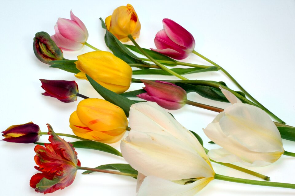 Tulips colorful flowers