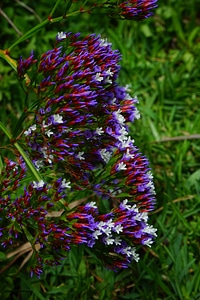 Bloom reddish blue
