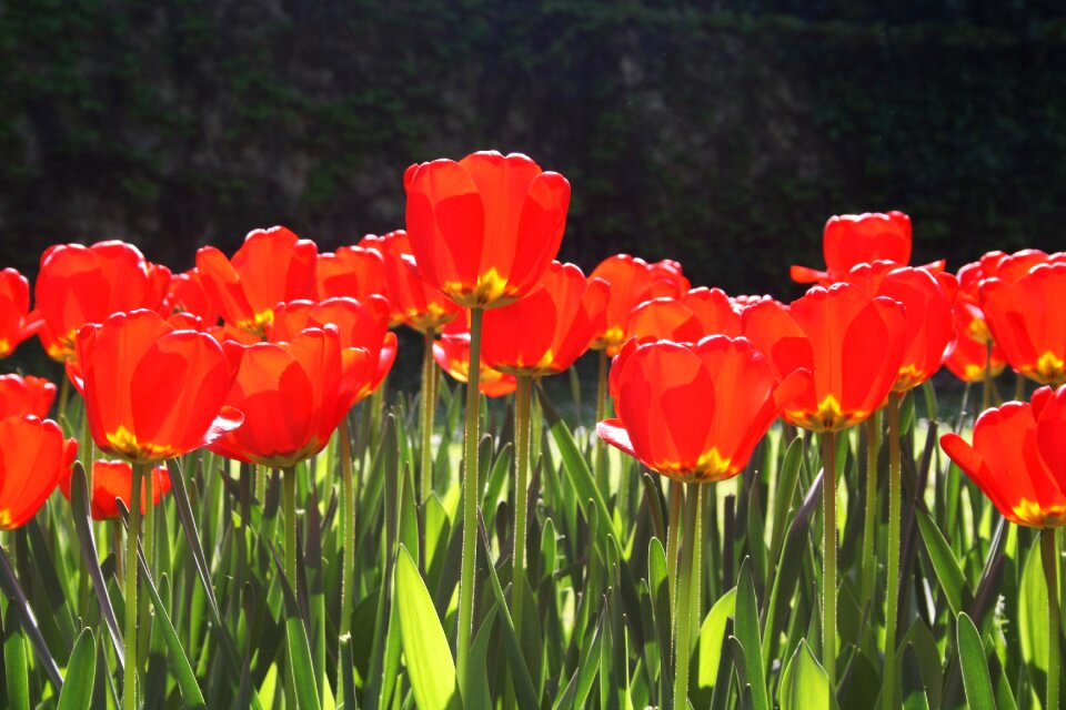Spring colors nature