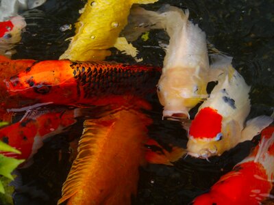 Fish breeding red photo