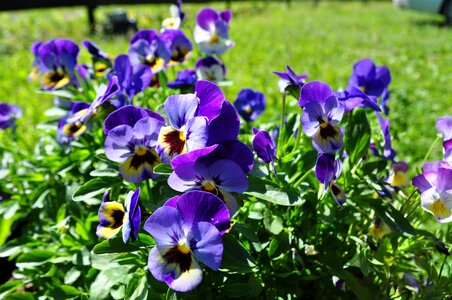 Stepmother garden pansy