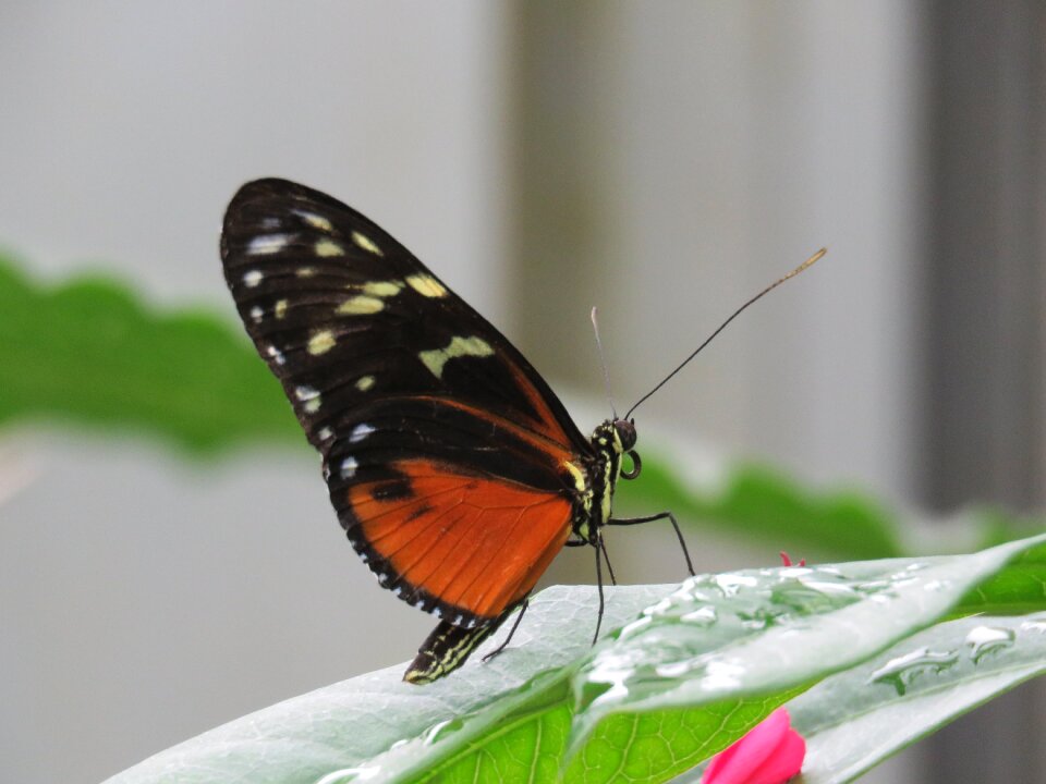 Nature wing bug
