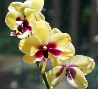 Yellow red pot plant photo