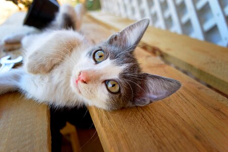 Animal domestic cute