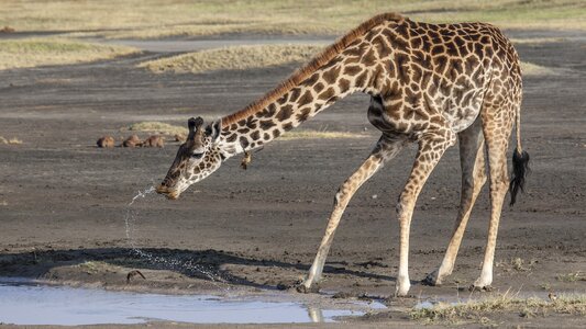 Safari wildlife animal photo