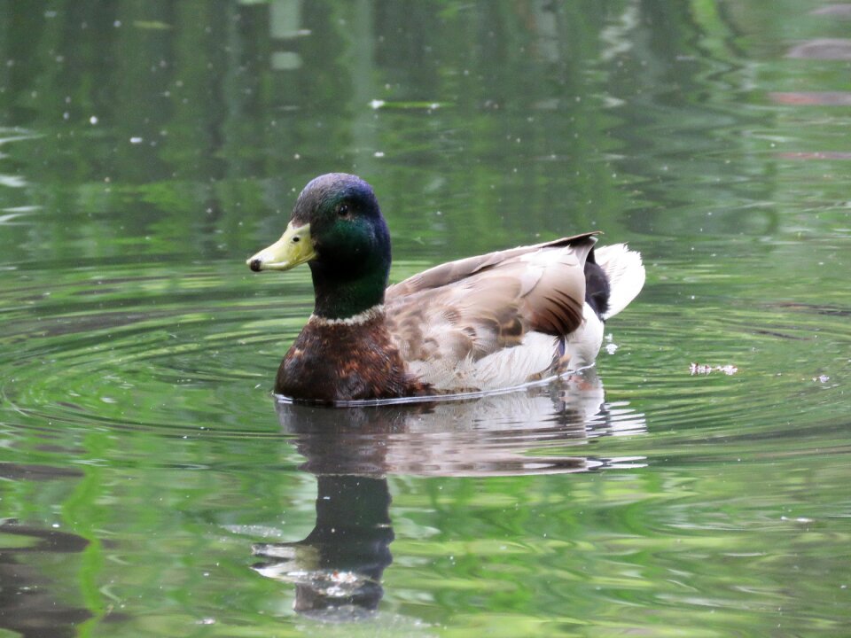 Wildlife bird nature