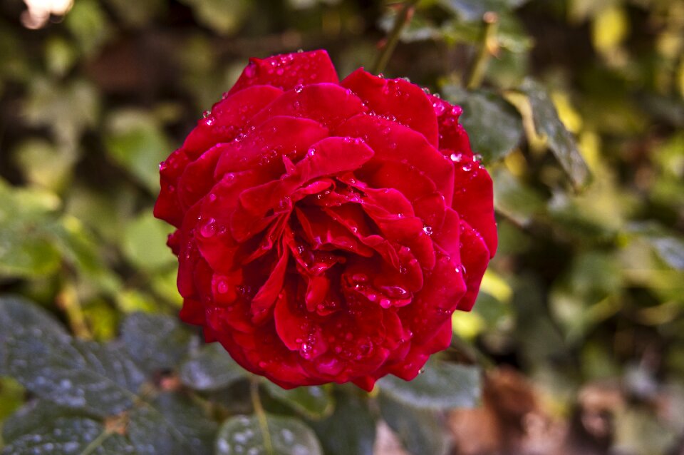 Red raindrops gotas de agua