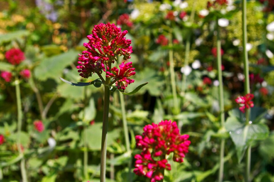 Flower garden blossom
