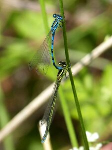 Copulation mating blue dragonfly-insects