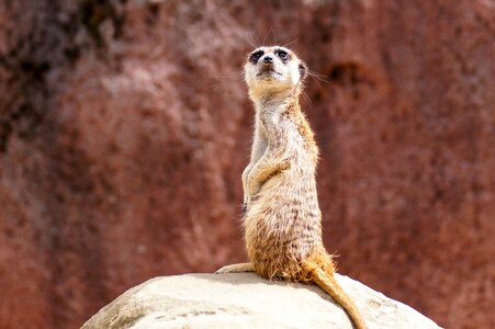 Zoo tiergarten curious