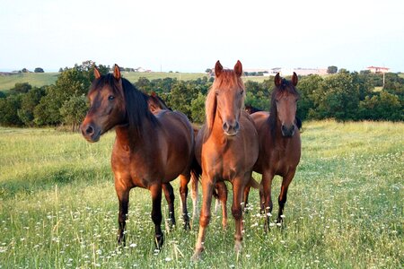 Horses wild horses brown horses photo