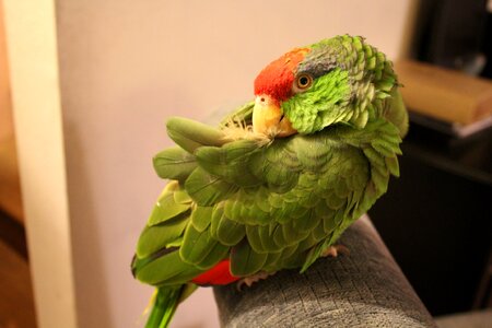 Bird cute mexican