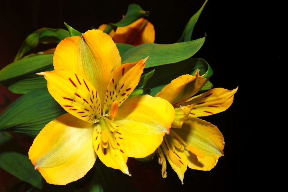Bloom garden flower