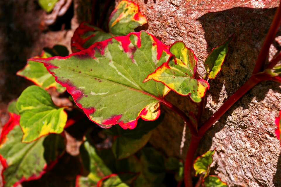 Leaves decoration composition