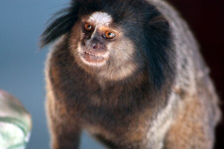 Marmoset monkey look photo
