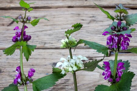 Wild plants spring wood background photo