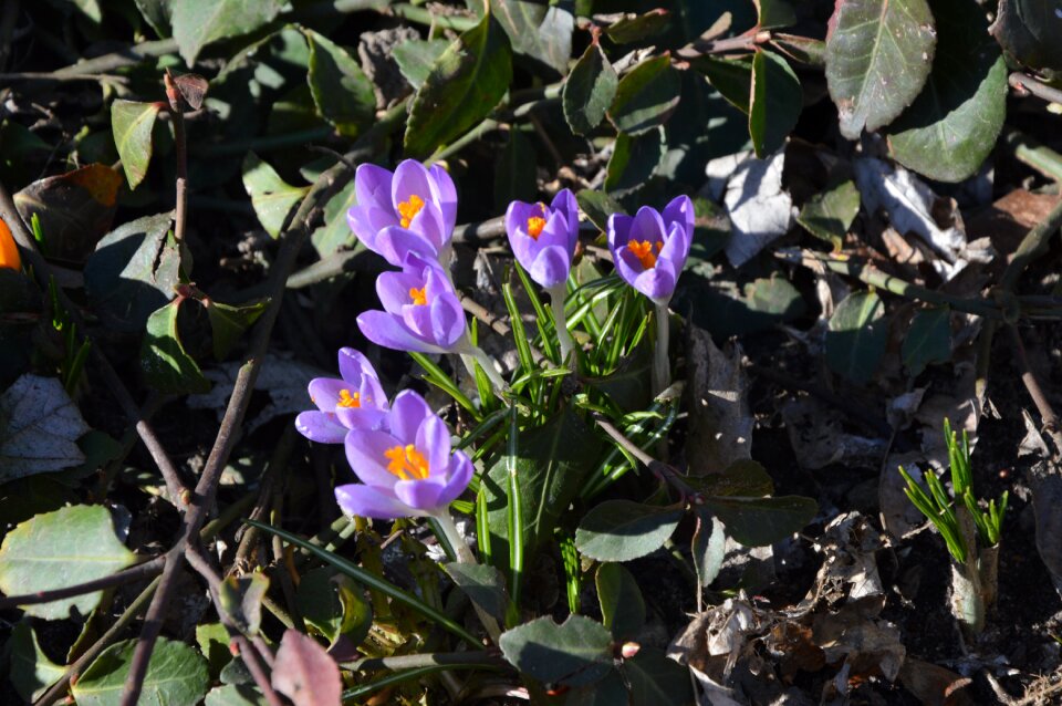 Nature flower violet