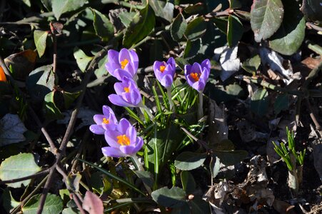 Nature flower violet photo