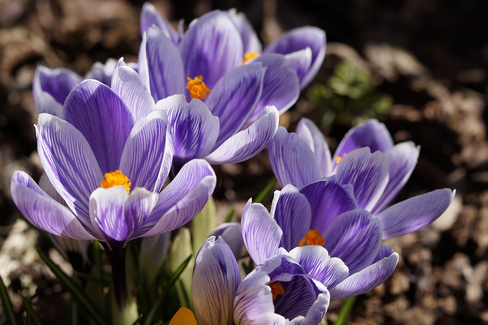 Bright bloom spring