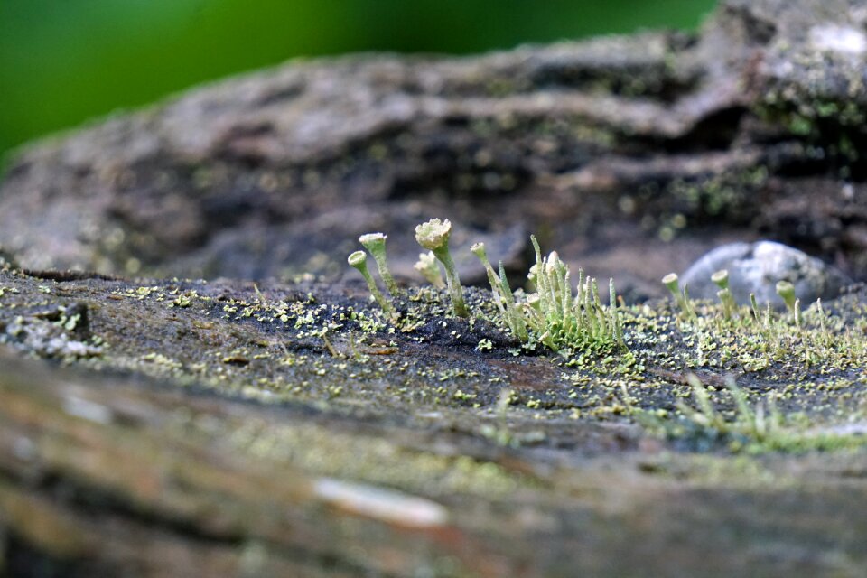 Plant nature green
