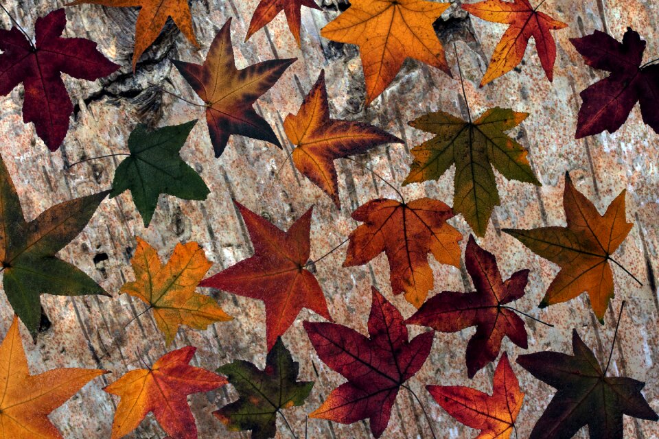 Wood background composition arrangement