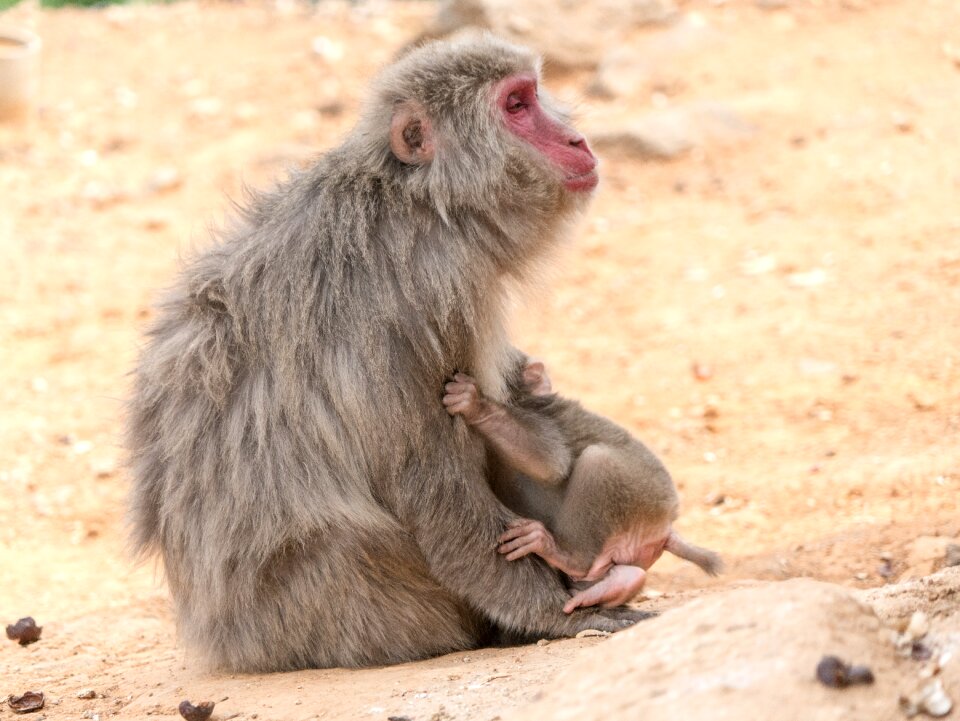 Hugging animal wildlife