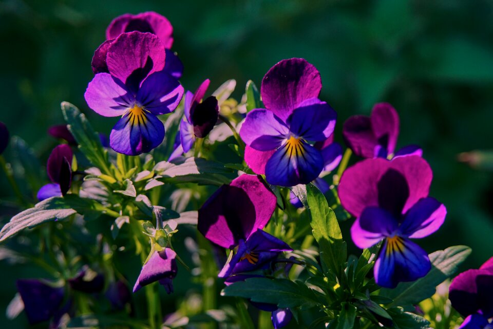 Pansies garden spring photo