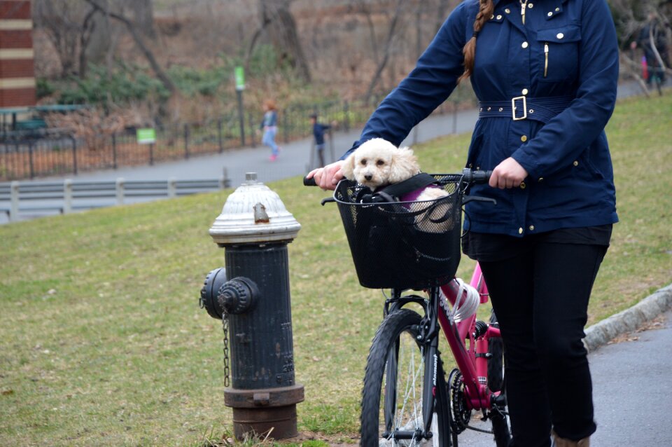 Central park domestic animals pet